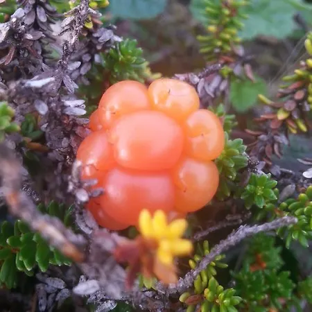 Olderfjord Turistsenter